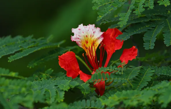 Leaves, macro, flowers, petals, Deloniks Royal