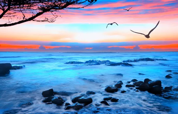 Picture sea, wave, the sky, foam, sunset, birds, stones, seagulls