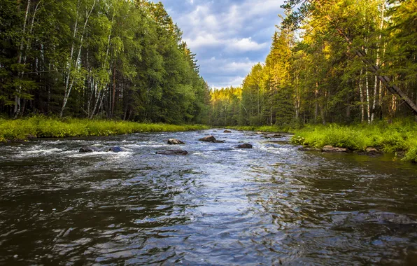 Forest, the sky, clouds, river, stones