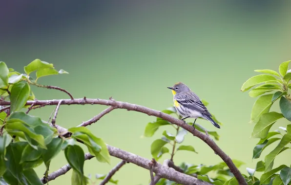 Picture bird, foliage, branch, Yellow-rumped Warbler (Dendroica coronata)