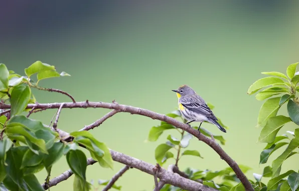 Bird, foliage, branch, Yellow-rumped Warbler (Dendroica coronata)