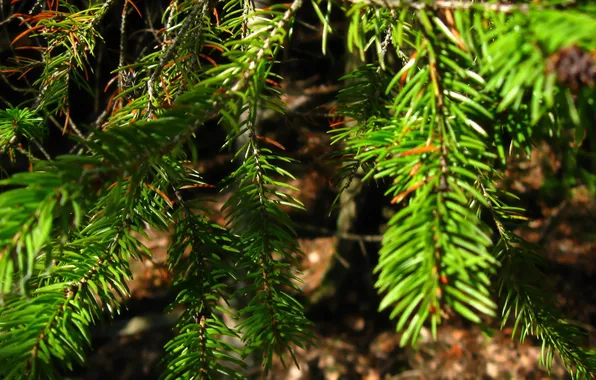 Picture forest, tree, branch