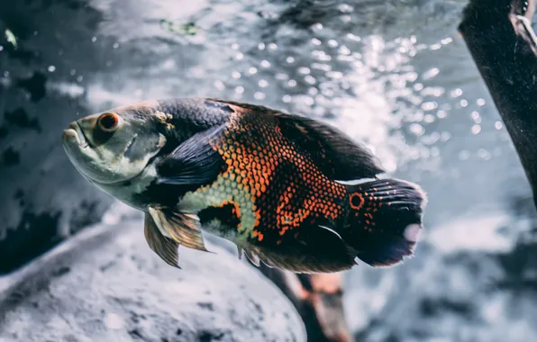 Picture animal, Brown, Silver, and Black Oscar Fish