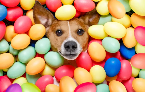 Dog, colorful, Easter, happy, dog, Easter, eggs, holiday