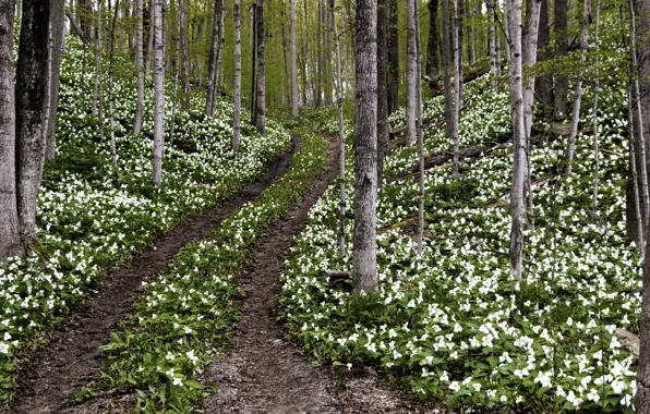 Road, forest, spring