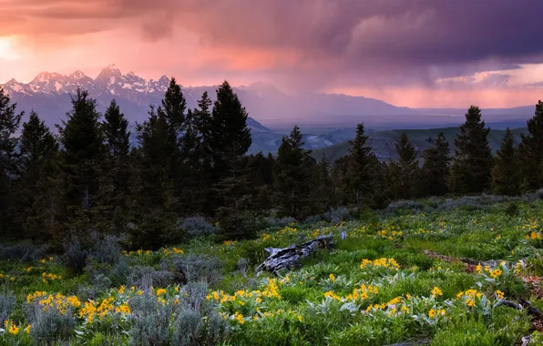 Field, forest, summer, the sky, clouds, sunset, flowers, mountains