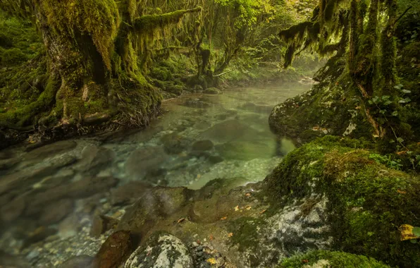 Picture forest, trees, river, stream, stones, thickets, moss