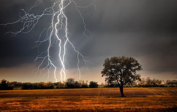 Picture grass, storm, field, landscape, Lightning, nature, clouds, tree