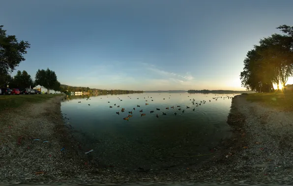 Trees, machine, lake, duck