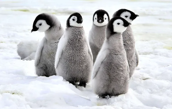 Picture penguins, Chicks, Antarctica