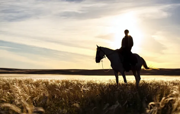 Field, sunset, horse, plant, shadow, rider