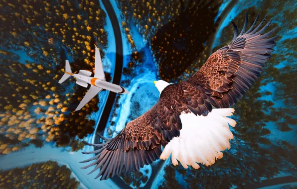 The sky, Nature, Bird, The plane, River, Forest, Wings, Flight