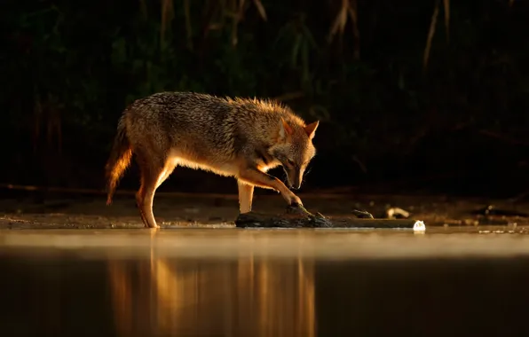 Picture water, reflection, Jackal