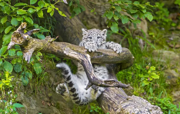 Picture branch, IRBIS, snow leopard, cub