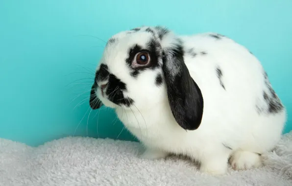 Look, black and white, hare, rabbit, fold, fur, face, Bunny
