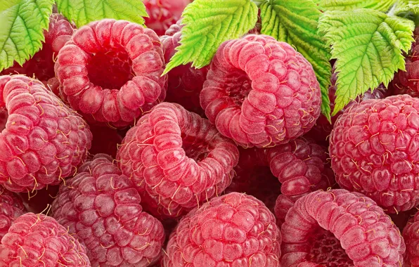 Leaves, raspberry, berry, green, red, closeup