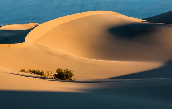 Sand, grass, desert, shadow, dunes, Sunny