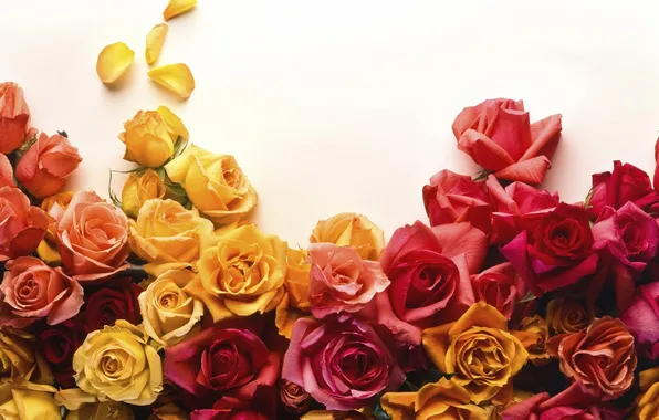 Picture red, flower, yellow, pink, flowers, roses, bunch