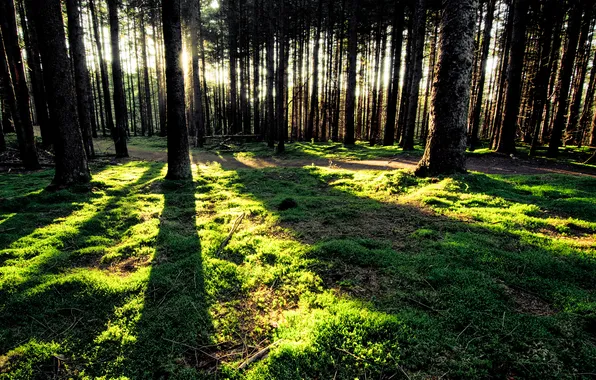 Forest, grass, the sun, rays, sunset, shadow, shadows, the trunks of the trees