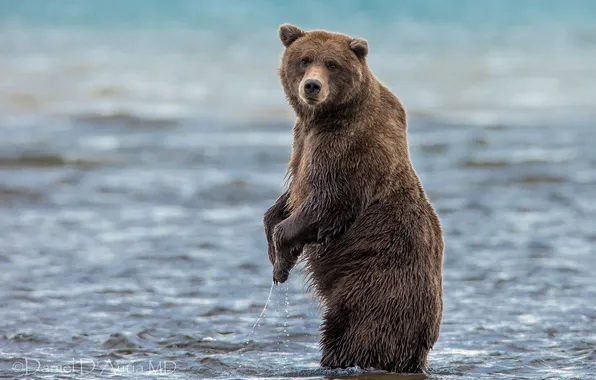 Picture water, bear, the Bruins