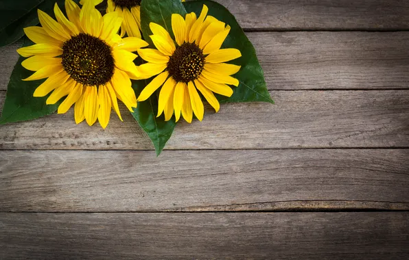 Picture trees, sunflowers, flowers