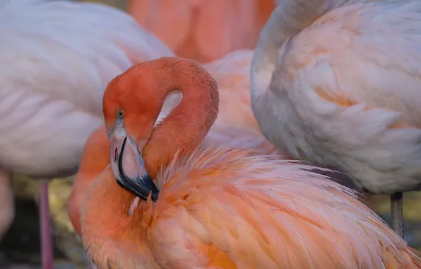 Drops, bird, Flamingo