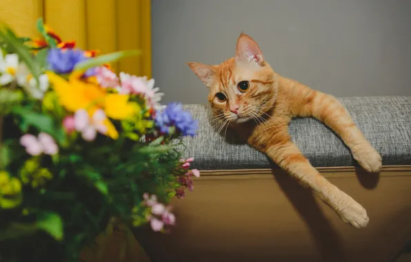 Cat, cat, look, flowers, pose, bouquet, chair, paws