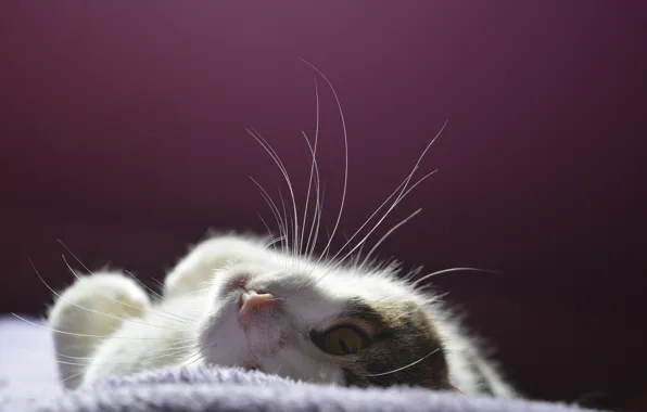 Kitty, lying on her back, looking into the soul