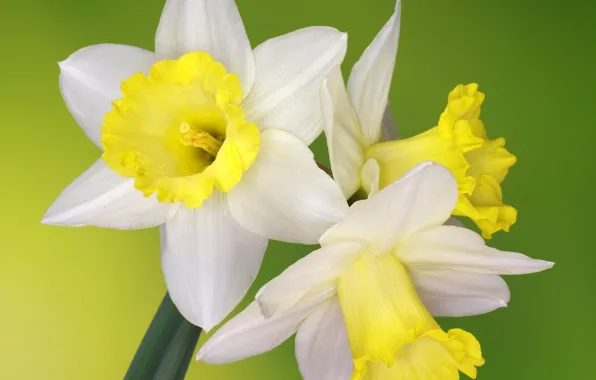 Background, petals, daffodils