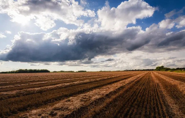 Picture field, the sky, nature