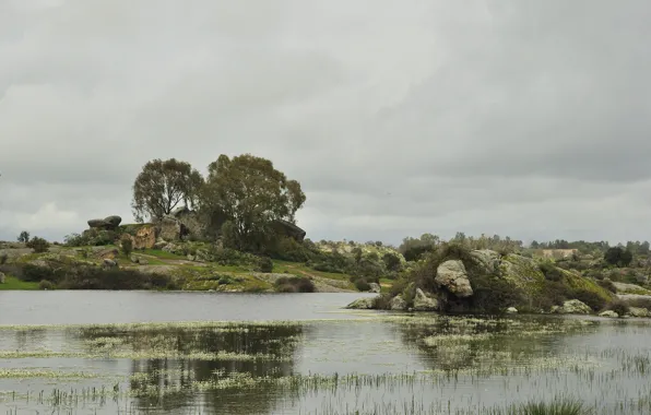 Trees, river, stones, duckweed