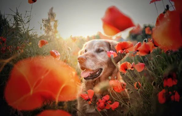 Picture summer, each, Maki, dog