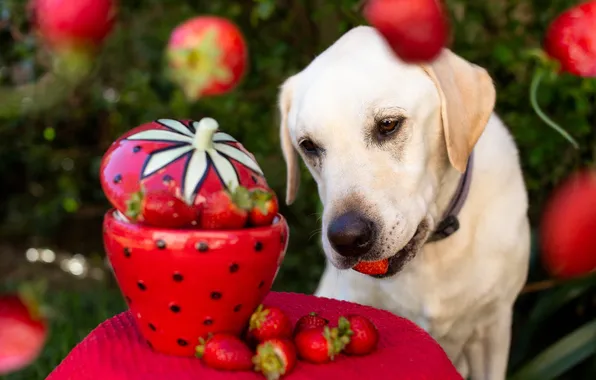 Summer, look, nature, pose, berries, dog, strawberry, bowl