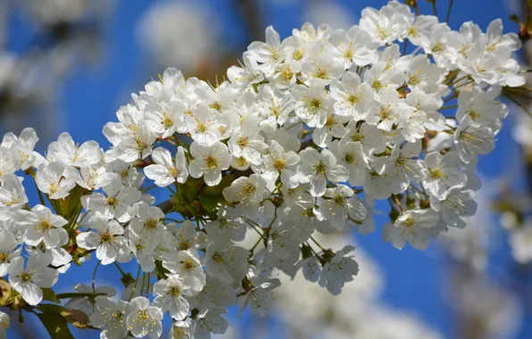 Picture the sky, branches, cherry, spring, flowering