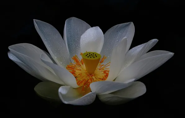 Flowers, petals, White Lotus