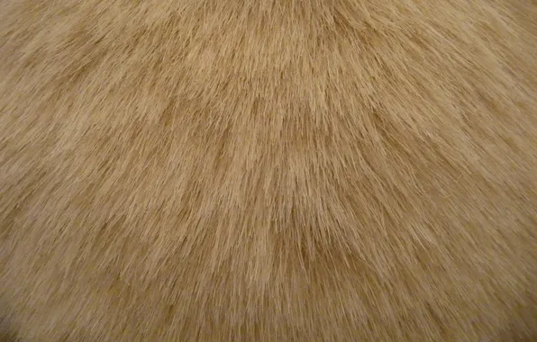 Texture, wool, fur