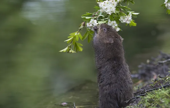 Picture water, branch, flowering, flowers, the water rat, hawthorn, water vole