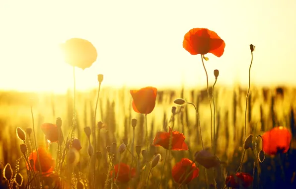 Field, the sun, flowers, red, background, widescreen, Wallpaper, Mac