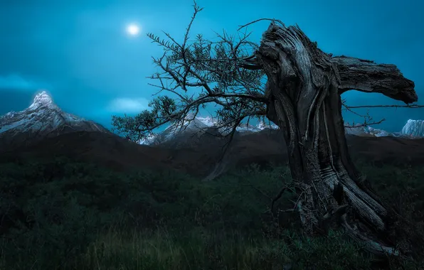 The sky, snow, mountains, branches, tree, tops, stump, snag