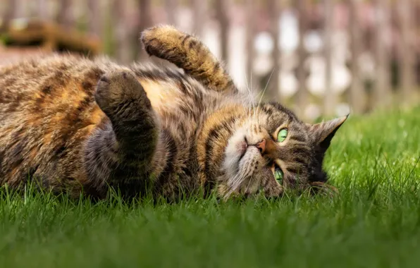Cat, grass, cat, look, face, grey, stay, the fence