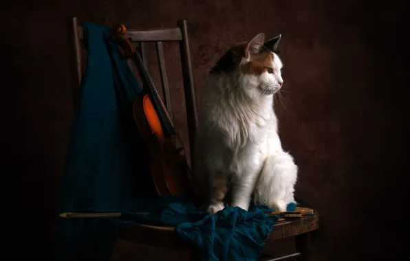 Cat, cat, the dark background, violin, chair, fabric, white, still life