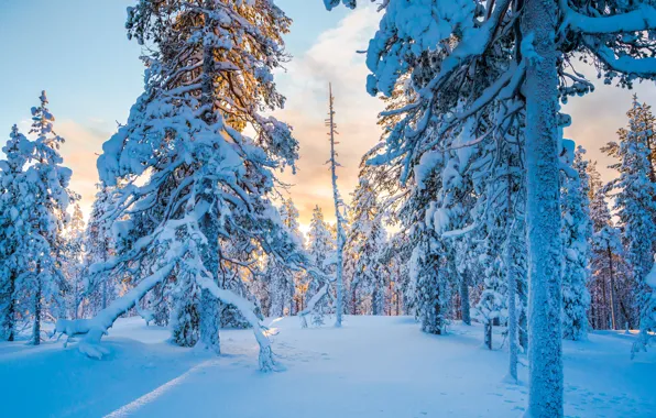 Winter, forest, snow, trees, taiga, Finland, Finland, Lapland