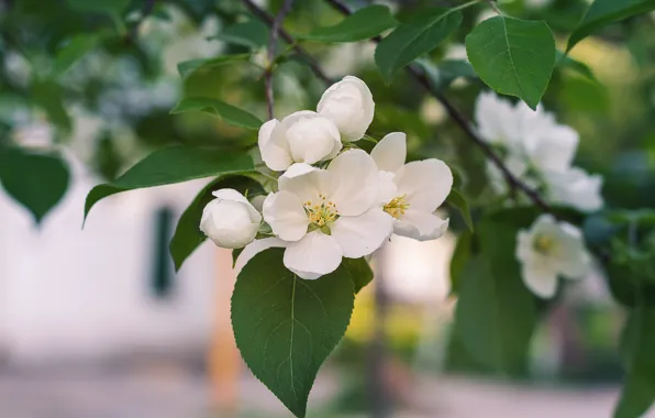 Leaves, flowers, branch, spring, garden, white, Apple, flowering