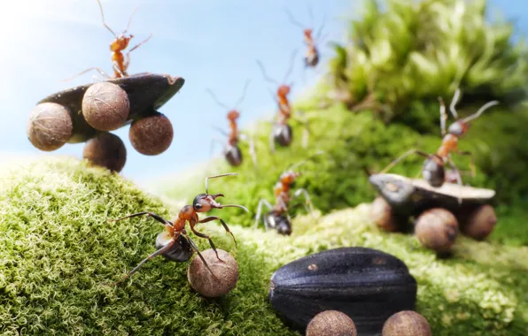 Summer, macro, insects, moss, the situation, ants, seeds, riding