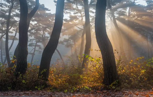 Autumn, rays, light, trees, nature, fog, Park, pine