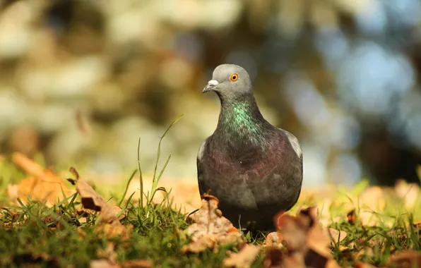 Autumn, grass, light, grey, bird, glade, foliage, dove