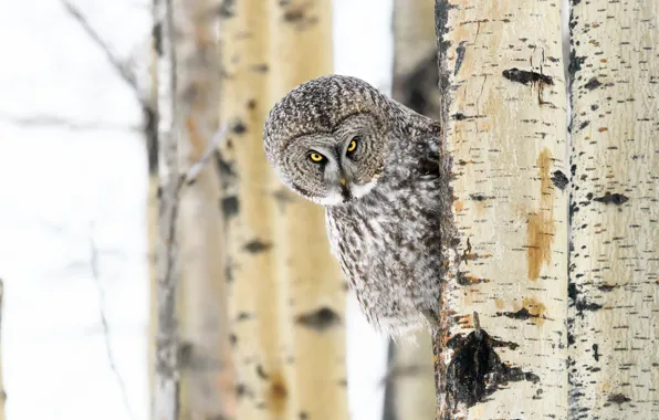Forest, look, trees, background, owl, bird, trunk, owl