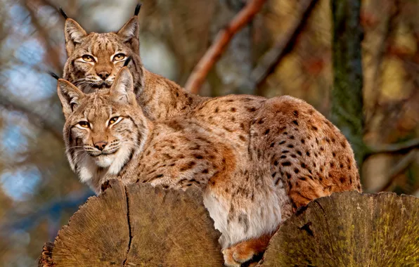 Picture two, lynx, on the tree