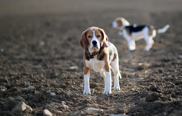 Field, dog, beagles