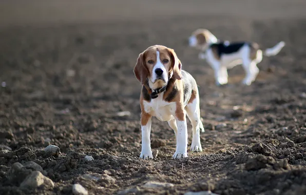 Picture field, dogs, beagles